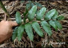<i>Lomariopsis marginata</i> (Schrad.) Kuhn [Lomariopsidaceae]