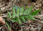 <i>Lomariopsis marginata</i> (Schrad.) Kuhn [Lomariopsidaceae]