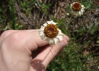 <i>Helenium radiatum</i> (Less.) Bierner [Asteraceae]