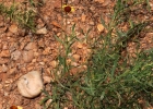 <i>Helenium radiatum</i> (Less.) Bierner [Asteraceae]