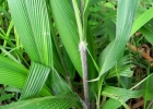 <i>Setaria poiretiana</i> (Schult.) Kunth. [Poaceae]