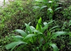 <i>Setaria poiretiana</i> (Schult.) Kunth. [Poaceae]