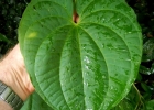 <i>Dioscorea bulbifera</i> L. [Dioscoreaceae]