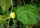 <i>Dioscorea bulbifera</i> L. [Dioscoreaceae]