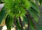 <i>Castanea sativa</i> Mill. [Fagaceae]