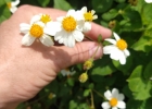 <i>Bidens pilosa</i> L. [Asteraceae]