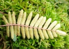 <i>Pleopeltis minima</i> (Bory) J. Prado & R.Y. Hirai [Polypodiaceae]