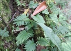 <i>Pleopeltis minima</i> (Bory) J. Prado & R.Y. Hirai [Polypodiaceae]