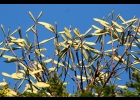 <i>Caesalpinia pluviosa</i> DC. [Fabaceae]