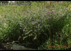 <i>Echium plantagineum</i> L. [Boraginaceae]