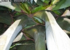 <i>Agave americana</i> L. [Agavaceae]