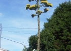 <i>Agave americana</i> L. [Agavaceae]
