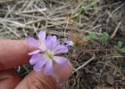 <i>Melochia hermannioides</i> A. St.-Hil [Malvaceae]