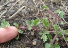 <i>Melochia hermannioides</i> A. St.-Hil [Malvaceae]