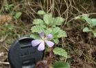 <i>Melochia hermannioides</i> A. St.-Hil [Malvaceae]