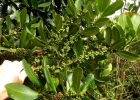 <i>Myrsine parvifolia</i> DC. [Primulaceae]