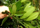 <i>Myrsine parvifolia</i> DC. [Primulaceae]