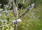 <i>Cantinoa althaeifolia</i> (Pohl ex Benth.) Harley & J.F.B.Pastore [Lamiaceae]