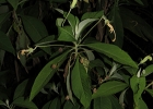 <i>Siphocampylus umbellatus</i> (Kunth) G. Don [Campanulaceae]