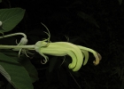 <i>Siphocampylus umbellatus</i> (Kunth) G. Don [Campanulaceae]