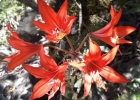 <i>Hippeastrum ramboi</i> R. E. Bastian & Buneker [Amaryllidaceae]