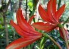 <i>Hippeastrum ramboi</i> R. E. Bastian & Buneker [Amaryllidaceae]