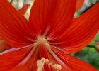 <i>Hippeastrum ramboi</i> R. E. Bastian & Buneker [Amaryllidaceae]