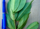 <i>Myrcia excoriata</i> (Mart.) E.Lucas & C.E.Wilson [Myrtaceae]