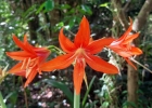 <i>Hippeastrum ramboi</i> R. E. Bastian & Buneker [Amaryllidaceae]