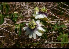 <i>Passiflora caerulea</i> L. [Passifloraceae]