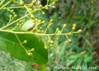 <i>Marlierea excoriata</i> Mart. [Myrtaceae]