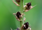 <i>Dyckia dusenii</i> L.B.Sm. [Bromeliaceae]