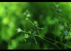 <i>Drymaria cordata</i> (L.) Willd. ex Roem. & Schult. [Caryophyllaceae]