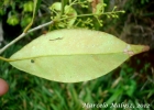 <i>Marlierea excoriata</i> Mart. [Myrtaceae]