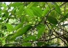 <i>Leandra variabilis</i> Raddi [Melastomataceae]
