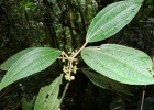 <i>Leandra dasytricha</i> (A.Gray) Cogn. [Melastomataceae]