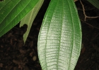 <i>Leandra dasytricha</i> (A.Gray) Cogn. [Melastomataceae]