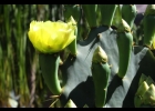 <i>Opuntia littoralis</i> (Engelm.) Cockerell [Cactaceae]