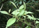<i>Mollinedia triflora</i> (Spreng.) Tul.  [Monimiaceae]