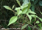 <i>Mollinedia triflora</i> (Spreng.) Tul.  [Monimiaceae]