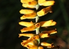 <i>Dickia retardata</i> S. Winkl. [Bromeliaceae]
