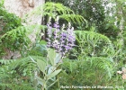 <i>Calopogonium caeruleum </i> (Benth.) C. Wright [Fabaceae]