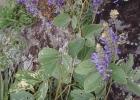 <i>Calopogonium caeruleum </i> (Benth.) C. Wright [Fabaceae]