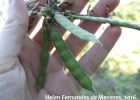 <i>Calopogonium caeruleum </i> (Benth.) C. Wright [Fabaceae]