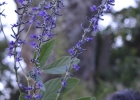 <i>Calopogonium caeruleum </i> (Benth.) C. Wright [Fabaceae]