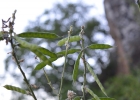 <i>Calopogonium caeruleum </i> (Benth.) C. Wright [Fabaceae]