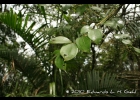 <i>Strychnos trinervis</i> (Vell.) Mart.  [Loganiaceae]