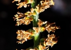 <i>Dickia polycladus </i> L.B.Sm. [Bromeliaceae]