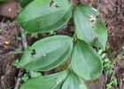 <i>Strychnos trinervis</i> (Vell.) Mart.  [Loganiaceae]