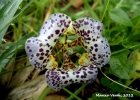 <i>Kelissa brasiliensis</i> (Baker) Ravenna [Iridaceae]